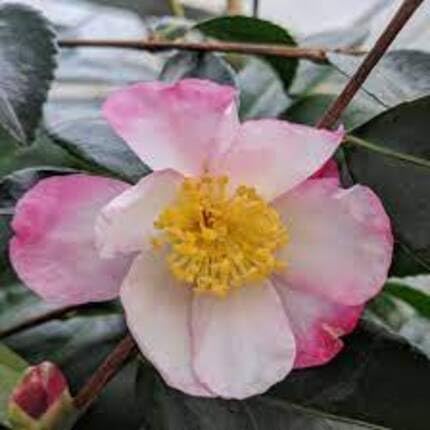 pink camellia flower seeds