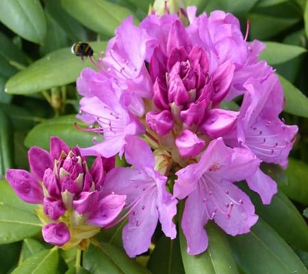 Rhododendron Flower Seeds