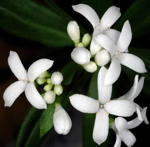 White galium odoratum Flower Seeds