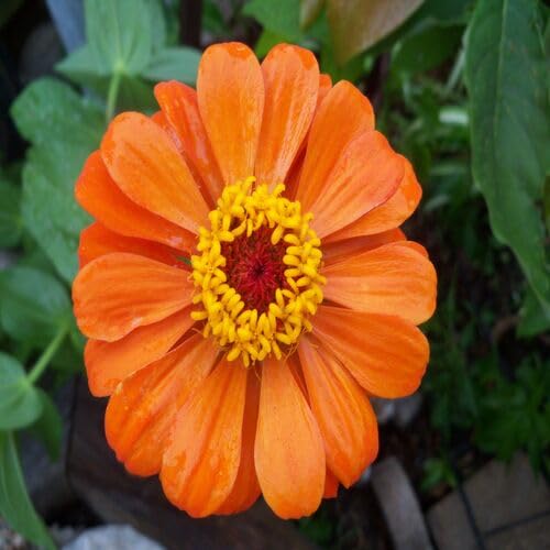orange zinnia flower seeds