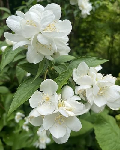 White Phlomis Flower Seeds