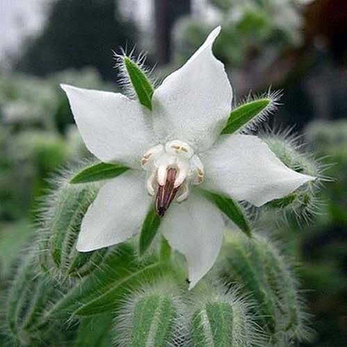 White Borage Flower Seeds