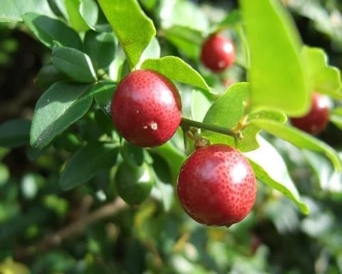 Red Lemon fruit seeds for organic garden planting