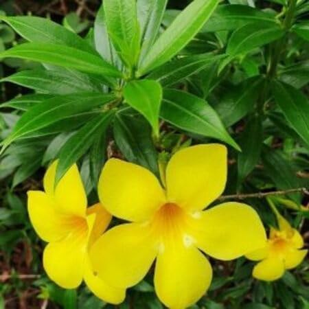 Pentalinon Luteum Flower Seeds