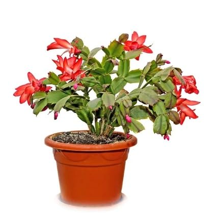 Red Schlumbergera Flower Seeds