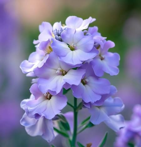 Violet Matthiola Bicornis Flower Seeds
