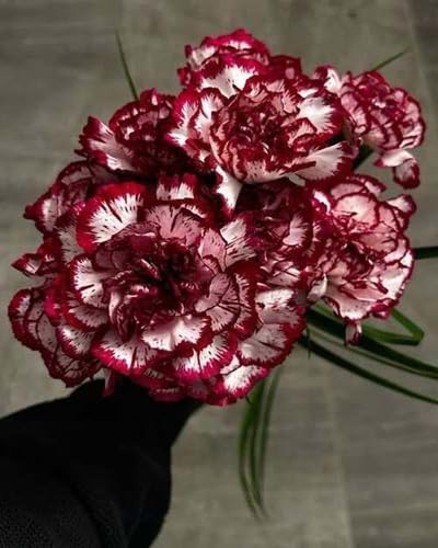 White Maroon Aquilegia Louisiana Flower Seeds