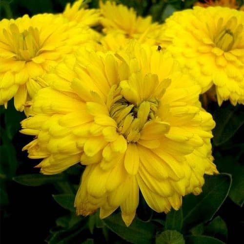 yellow calendula flower seeds.