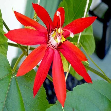 Red Passiflora Edulis Flower Seeds