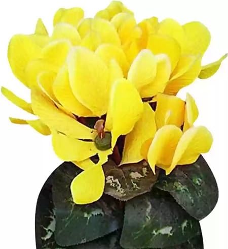 Yellow Cyclamen Flower Seeds