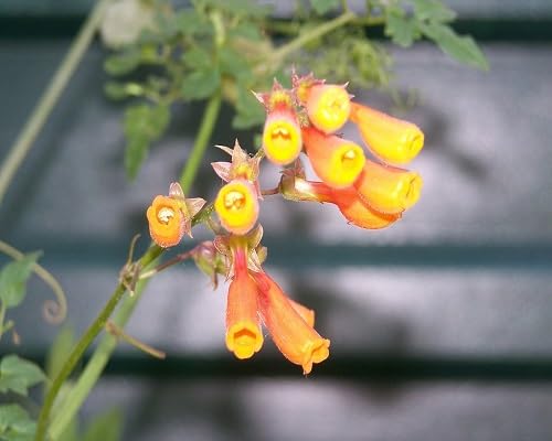 Yellow Eccremocarpus Flower Seeds