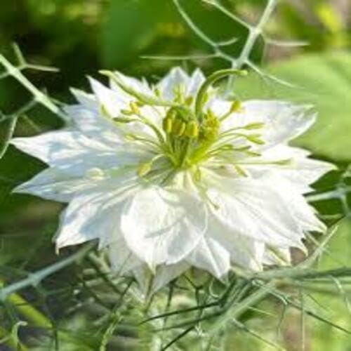 White Nigella Flower Seeds