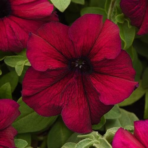 Giant Petunia Flower Seeds