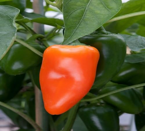 Pepper Orange vegetable seeds for Home Gardening, Nutritious Backyard Harvest Collection for kitchen garden planting