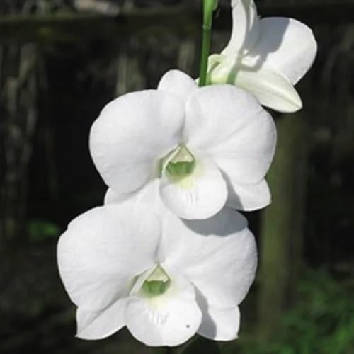 Phalaenopsis Flower Seeds