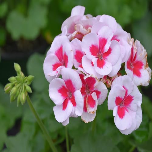 Red White Geranium Flower Seeds