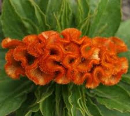 Orange Cockscomb Flower Seeds