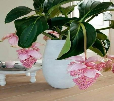Pink Medinilla Flower Seeds