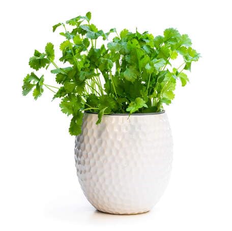 Green Coriander Plant Seeds herb seeds - backyard growing, non gmo garden seeds