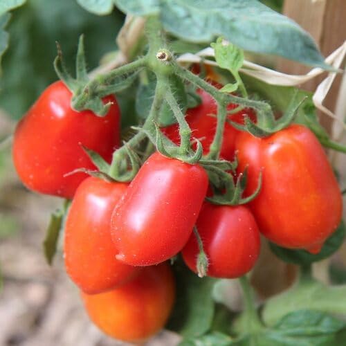 Marzano vegetable seeds for Home Gardening, Natural Farm Fresh Gardening Choice Premium for kitchen garden planting