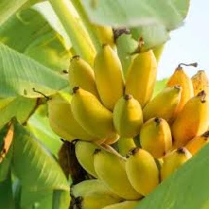 banana fruit yellow Fruit Seeds organic garden seeds