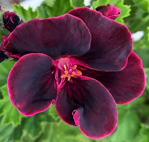 Maroon Pincushion Flower Seeds