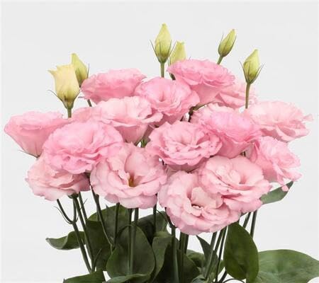 Lisianthus Flower Seeds