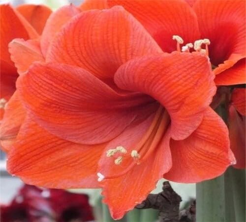 Orange Amaryllis Flower Seeds
