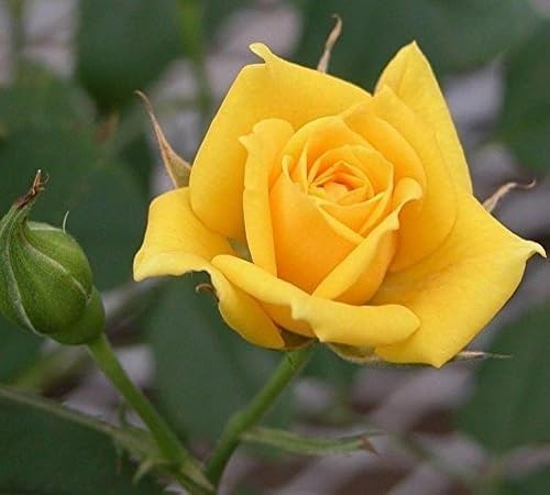 Yellow Rose Seeds
