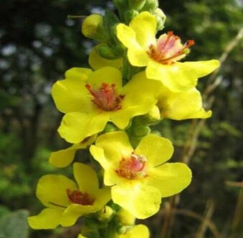 Yellow Verbascum Flower Seeds