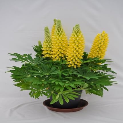 Yellow Lupine Flower Seeds