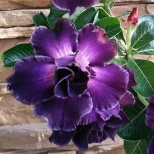 Violet Dark Adenium Flower Seeds