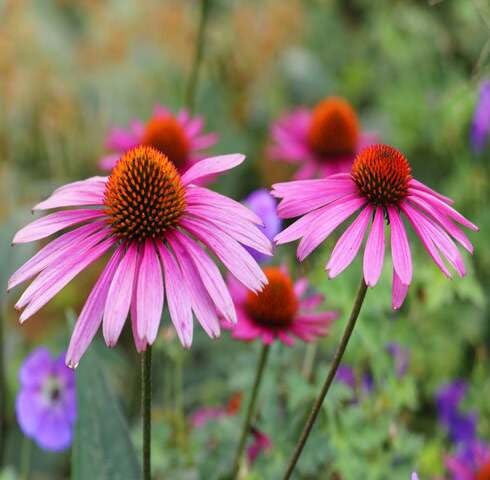 Pink Echinacea Flower Seeds