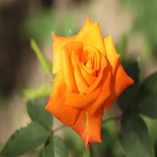 Orange Giant Rose Flower Seeds