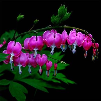 Pink Dicentra Spectabilis Flower Seeds
