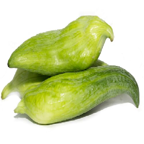 Achocha vegetable seeds for Home Gardening, Fast Growing Home Garden Variety Premium for kitchen garden planting
