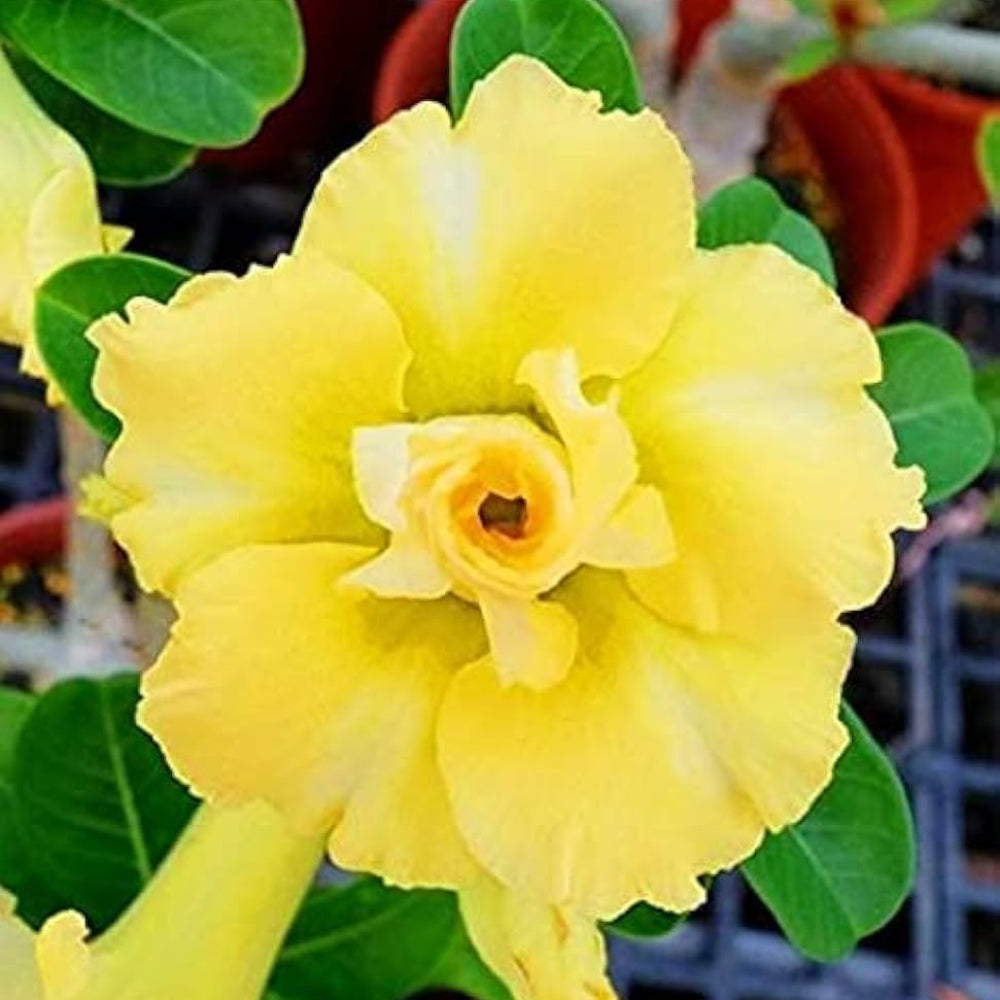 Yellow Happy Gold Desert Rose