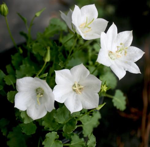 White Campanula Flower Seeds