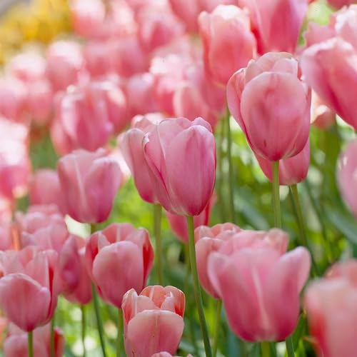 Pink pc Tulip Flower Seeds