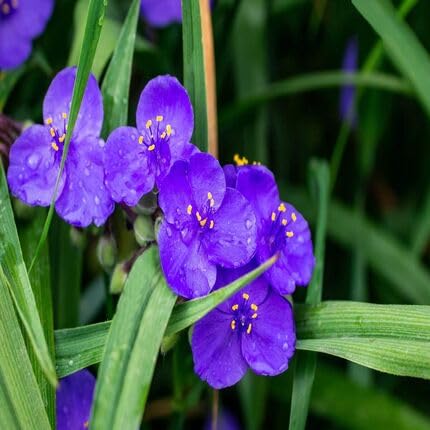 Purple Tradescantia Flower Seeds