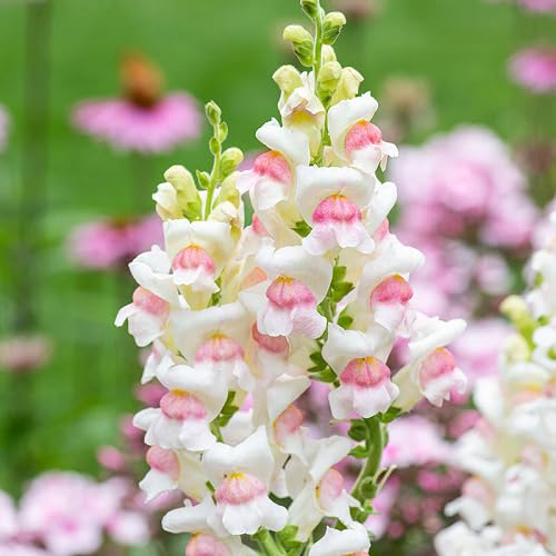 Pink White antirrhinum majus Flower Seeds