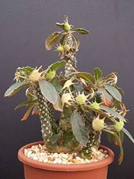 new fresh green dorstenia foetida lav plant unique hardy for your garden Fruit seeds