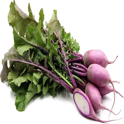 Purple Radish vegetable seeds for Home Gardening, Natural Farm Fresh Gardening Choice for kitchen garden planting