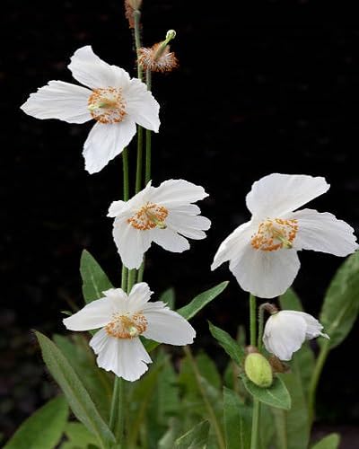Michelia Alba Flower Seeds