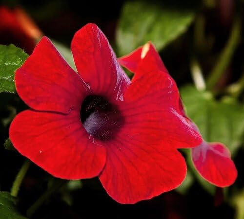 Red Thunbergia Flower Seeds