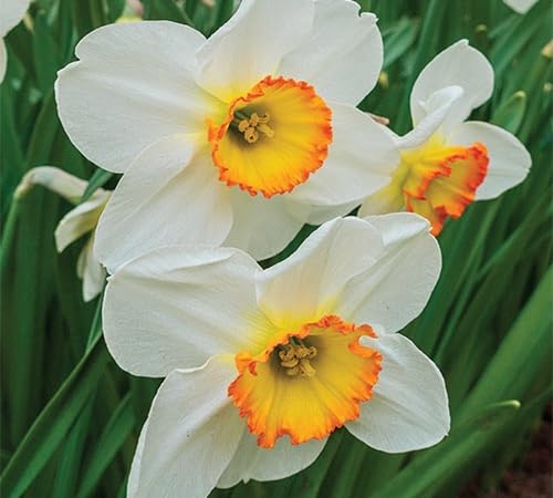 White Orange Daffodils Flower Seeds