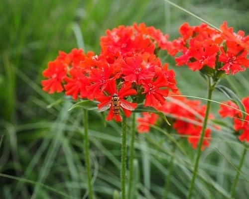 red lychnis flower seeds.