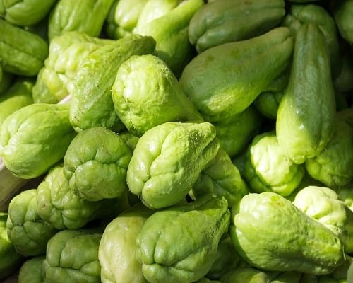 chayote Seeds,Green vegetable seeds for Home Gardening, Heirloom, Non-GMO, High Germination for kitchen garden planting