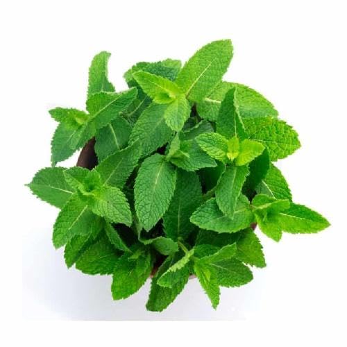 Green Mint vegetable seeds for Home Gardening, Easy Grow Culinary Garden Selection for kitchen garden planting