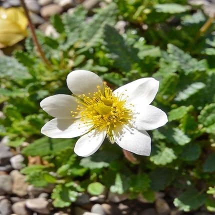 White Octopetala Flower Seeds